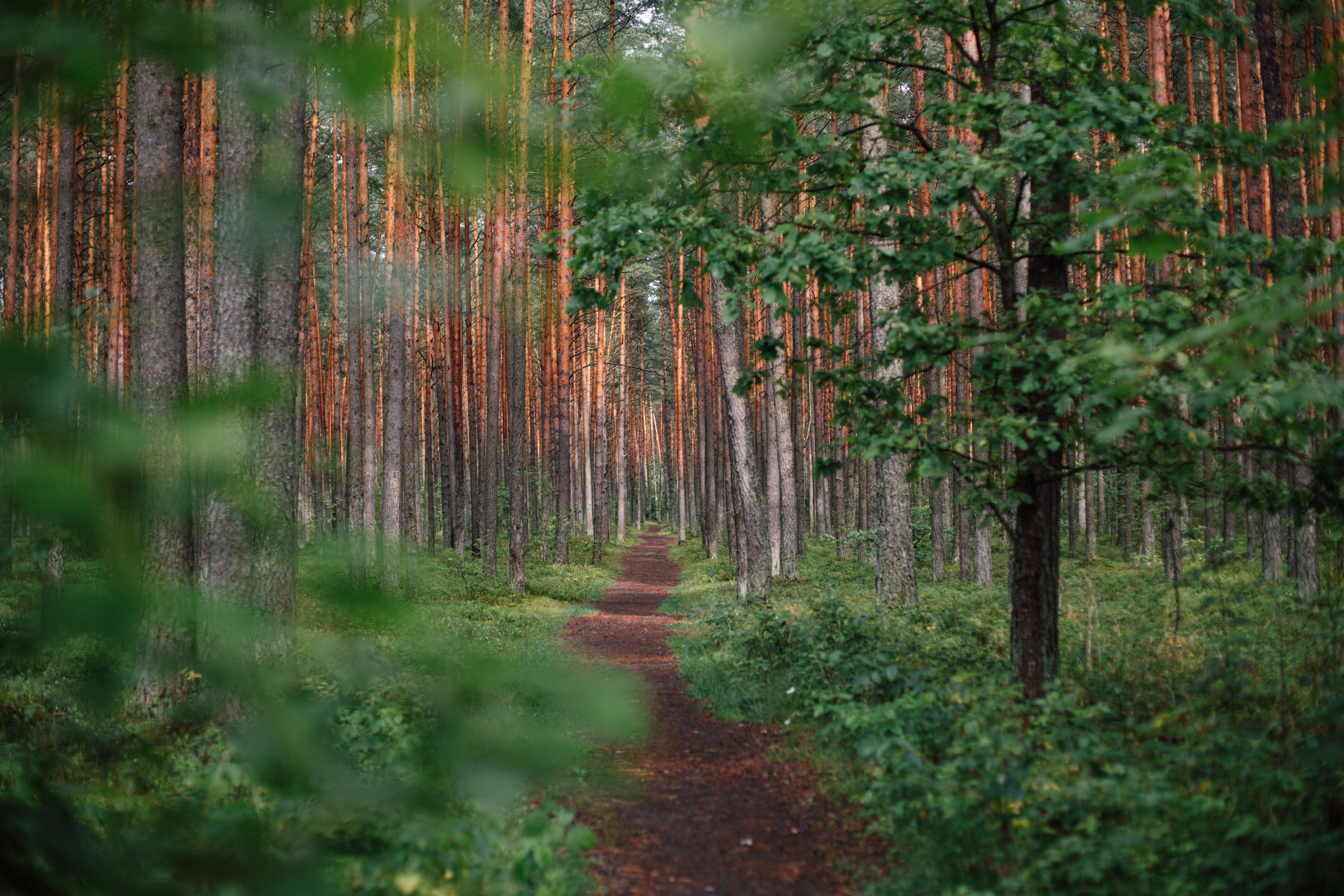 ścieżka biegnąca przez zielony las